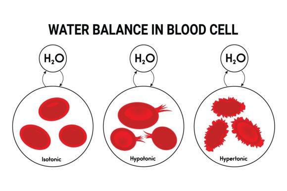 Download Water Balance in Blood Cell Design - Design Collection