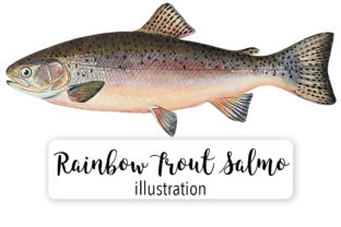 Download Adult Male Rainbow Trout Salmo Irideus Watercolor - Male Collection